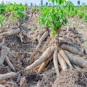Cassava Image