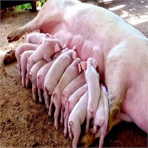 Pig farming